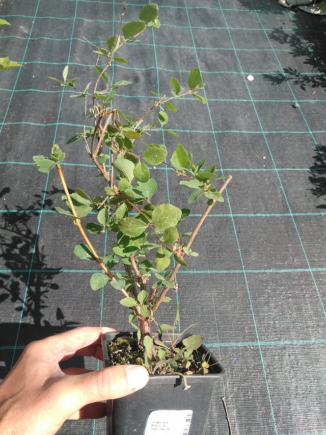 Snowberry Magical Avalanche - 24. 6. 2025