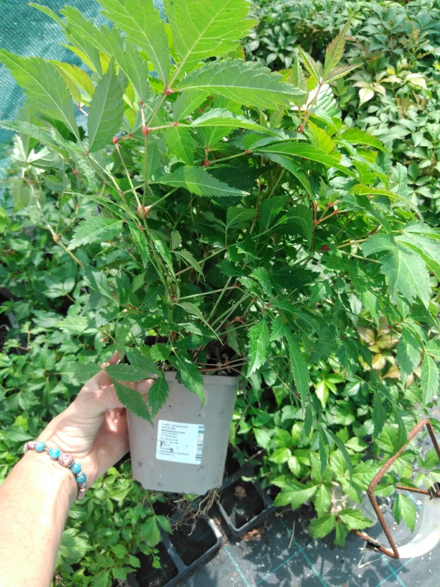 Astilbe Washington - 2024