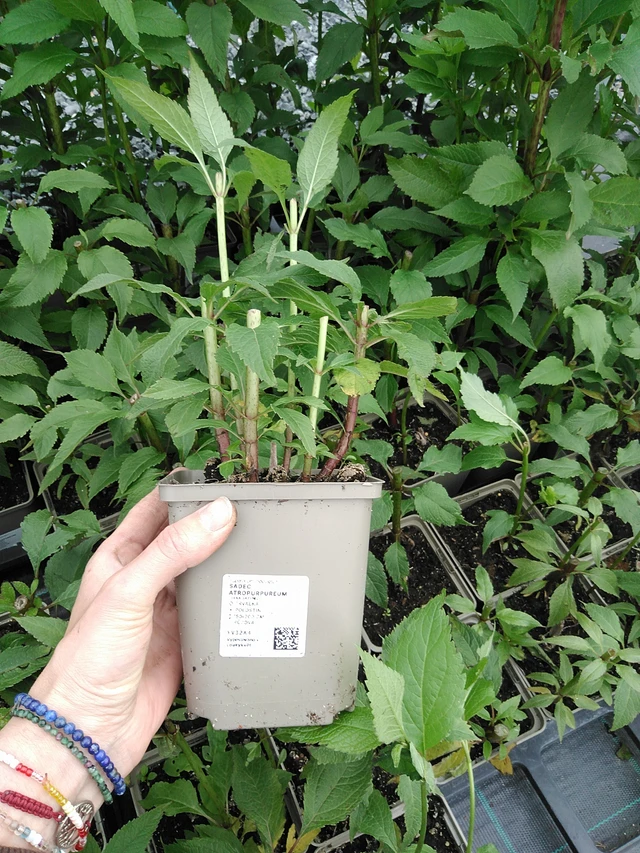 Maitohorsma Atropurpureum - 9. 6. 2025