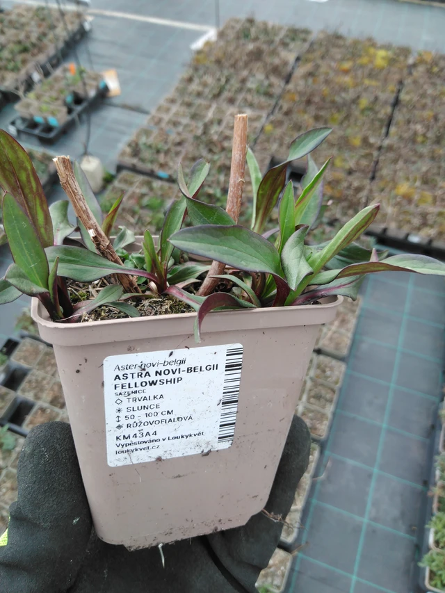 New York Aster Fellowship - 8. 4. 2025