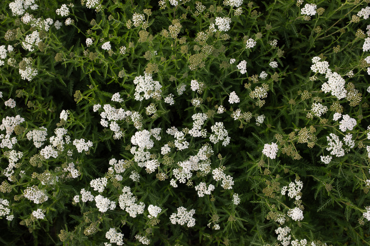 Řebříček White Beauty, Loukykvět