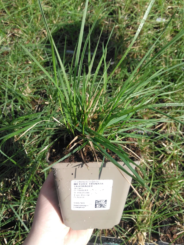 Metlice trsnatá Tauträger - 3. 4. 2025