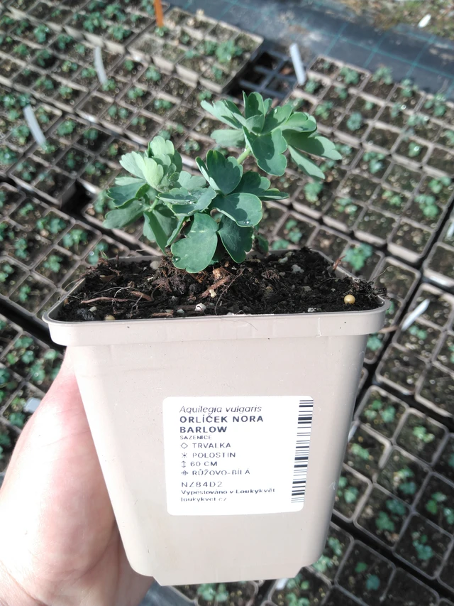 Akvileija Nora Barlow - 2024