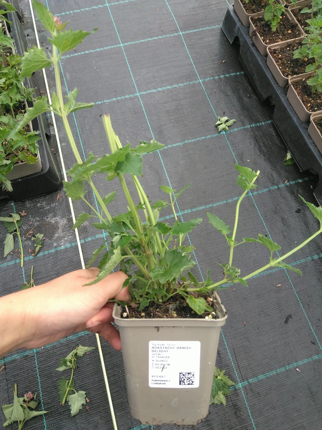 Iisoppi Danish Delight - 11. 7. 2025