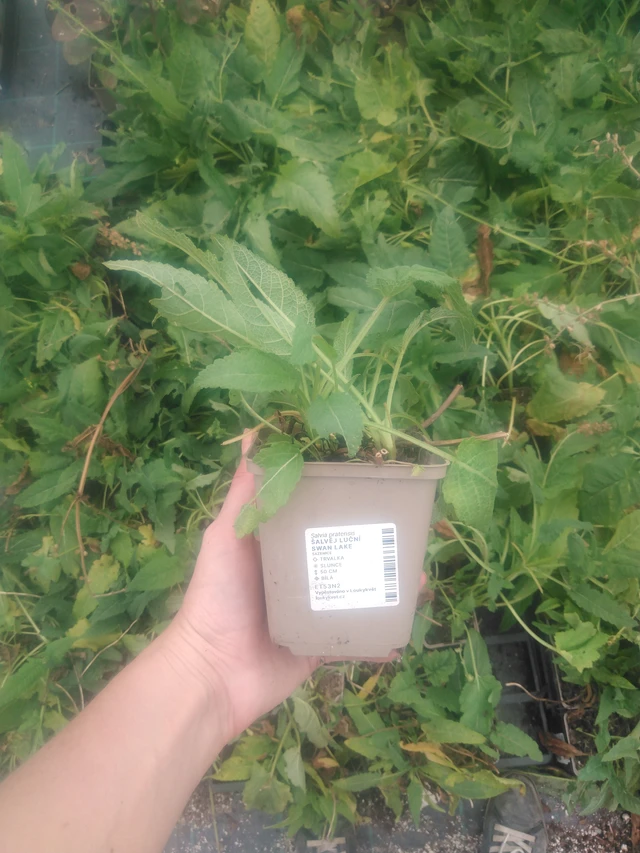 Salvia de prado Swan Lake - 2024