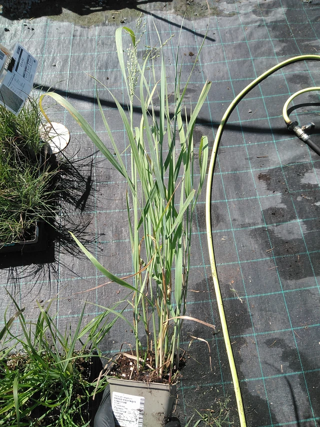 Mijo Strictum - 19. 8. 2025