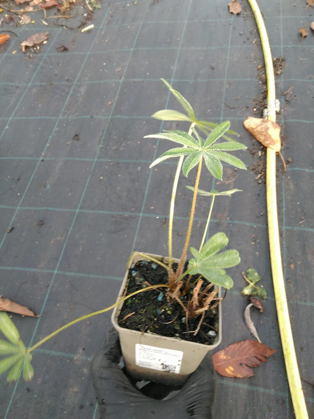 Altramuz Band of Nobles Schloßfrau - 31. 10. 2025