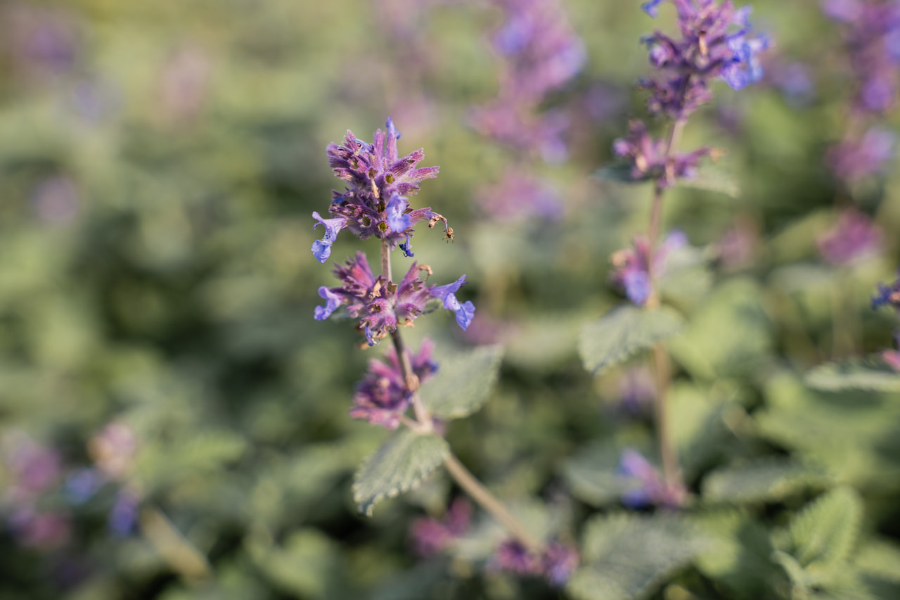 Macskamenta Superba, Loukykvět