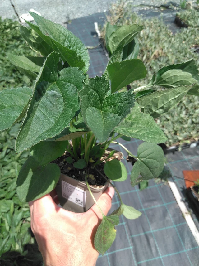 Rudbeckia Goldsturm - 24. 6. 2025