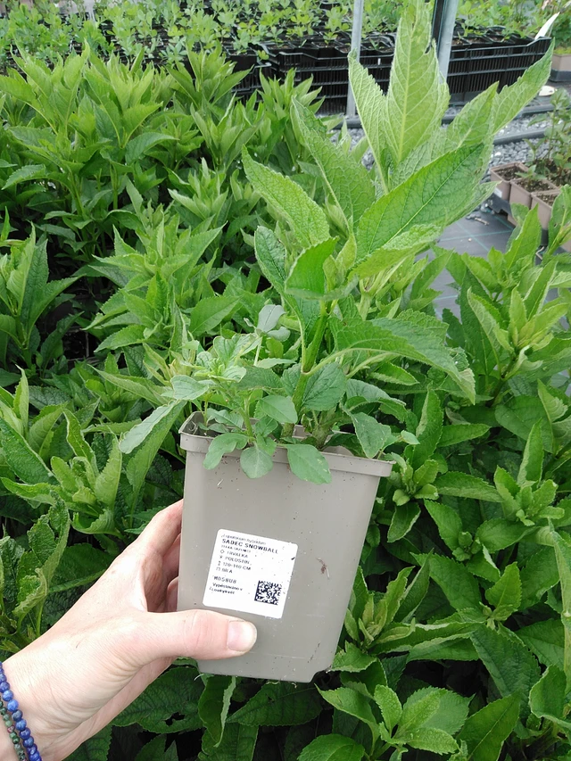 Punalehtivihma Snowball - 9. 6. 2025