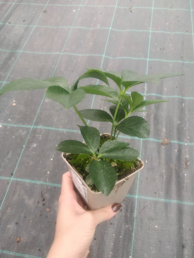 Eléboro Double Ellen Purple - 2024