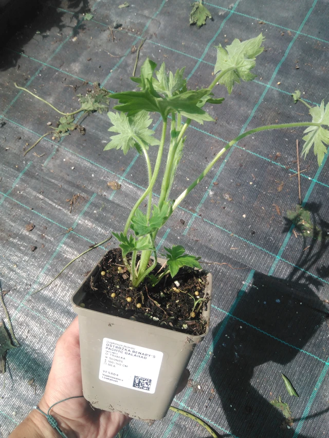 Ritarinkannus Benary’s Pacific Galahad - 2. 7. 2025