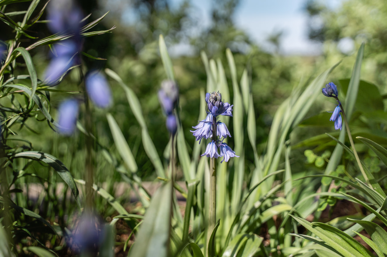 Hyacintovec španělský Blue, Loukykvět