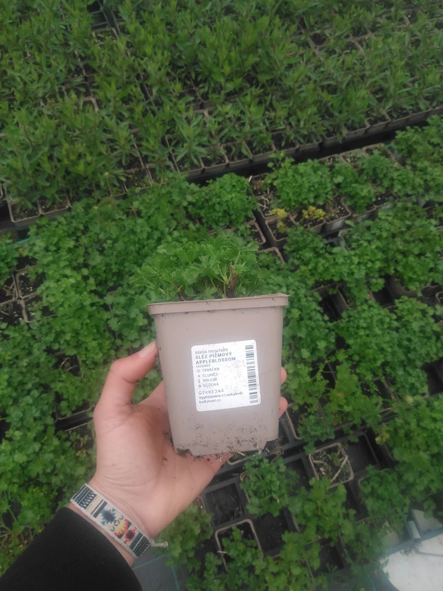 Myskihaukko Appleblossom - 2024