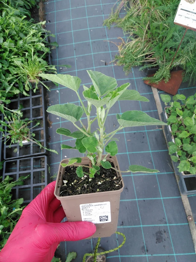 Malva Barnsley Baby - 31. 7. 2025