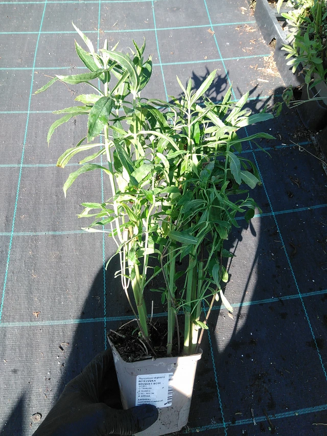 Lythrum Bouquet Rose - 19. 8. 2025