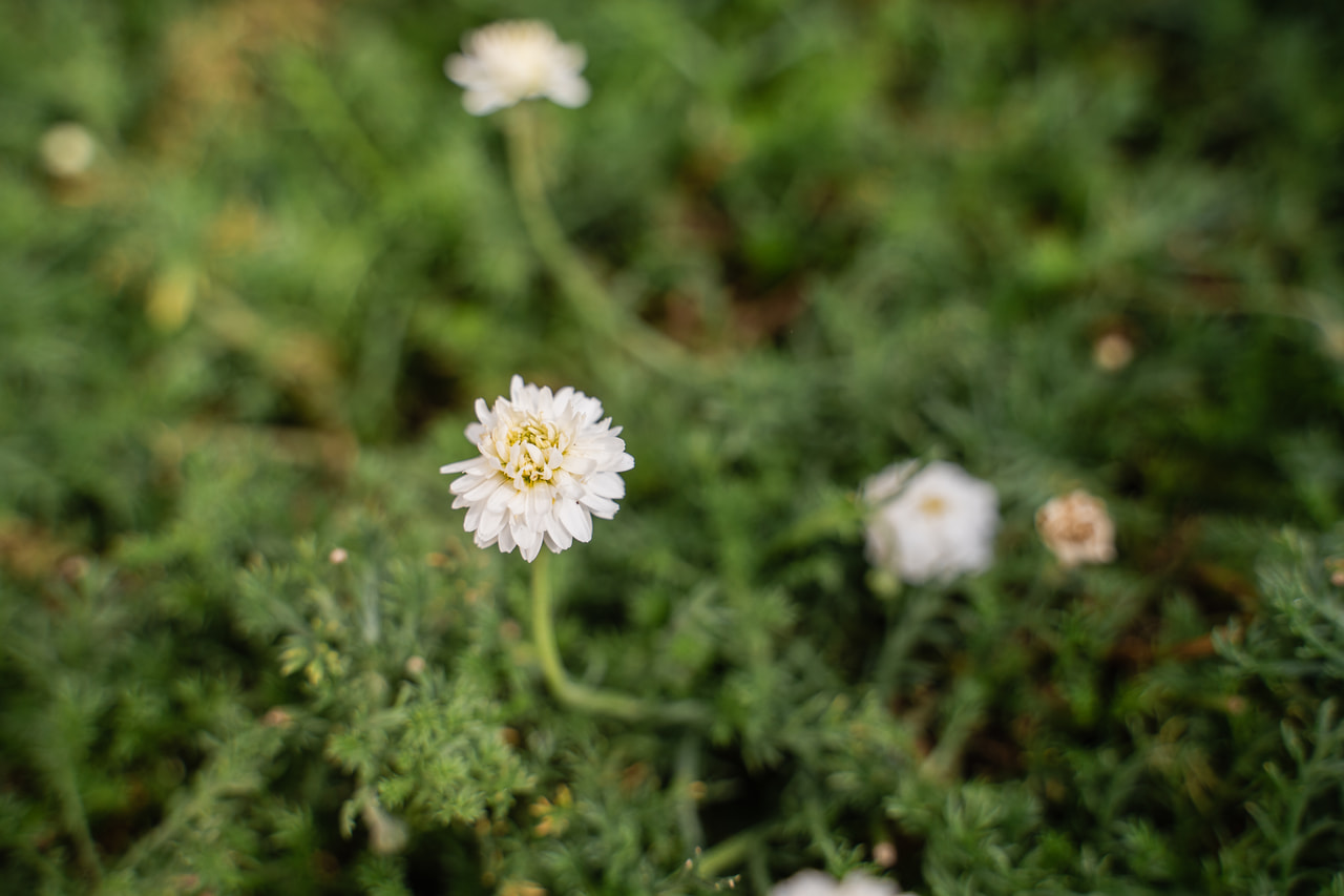 Római kamilla Plenum, Loukykvět