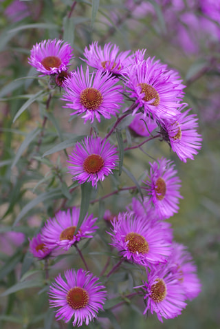 Astra novoanglická Barr’s Pink, Loukykvět