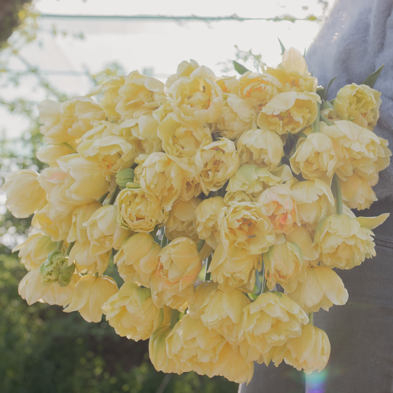 Tulipán Avant Garde, Loukykvět