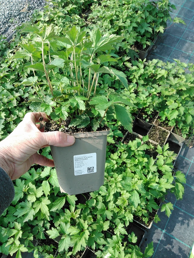 Sasanka plstnatá Robustissima - 9. 6. 2025