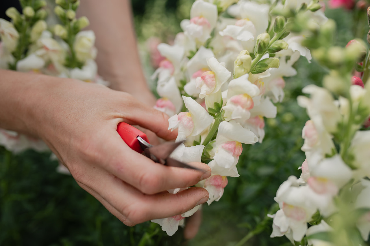 Hledík Maryland Appleblossom, Loukykvět