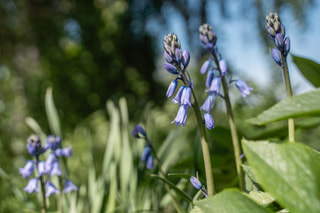 Hyacintovec španělský Blue, Loukykvět