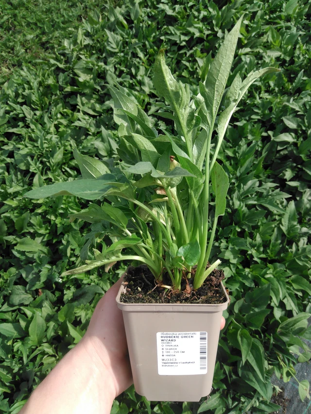 Rudbeckia Green Wizard - 2024