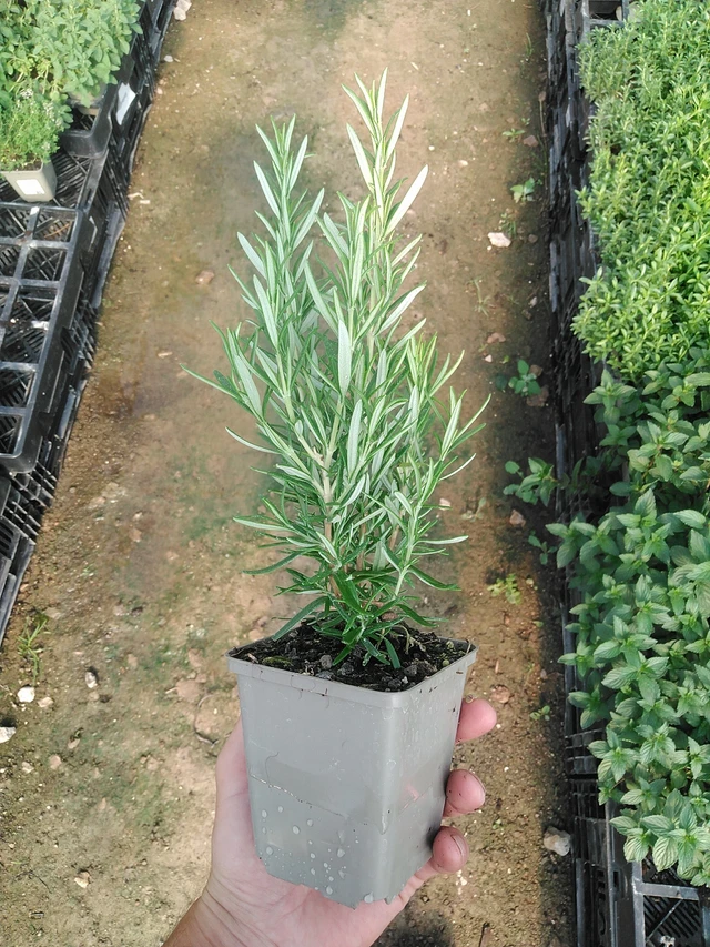 Rozmarýn Barbecue - 1. 7. 2025