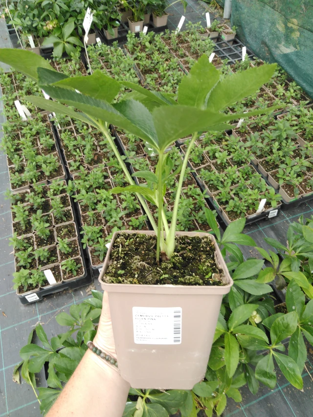 Hellebore Pretty Ellen Pink - 2024