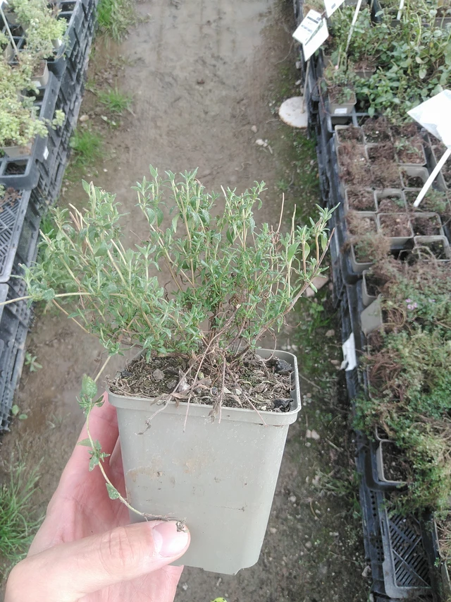 Tymián obecný - 1. 8. 2025