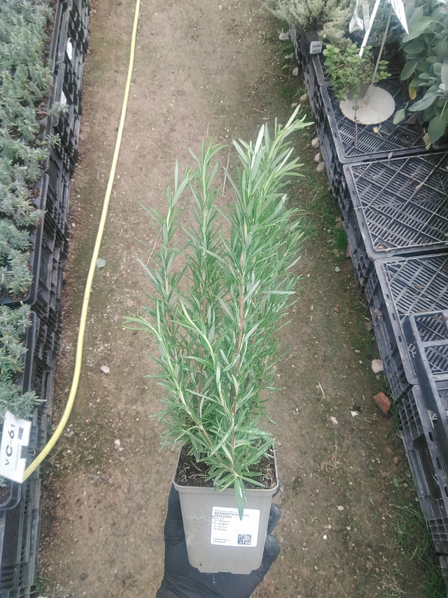 Romero Hishtil Perigord - 10. 9. 2025