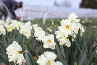 Narcis Colblanc, Loukykvět