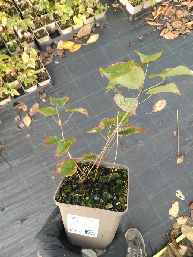 Epimedium Pretty in Pink - 31. 10. 2025