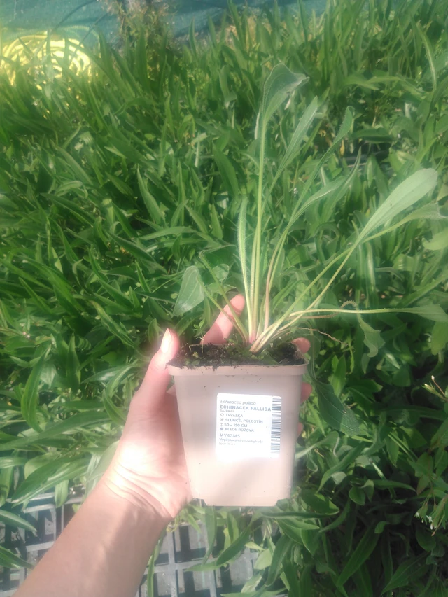 Echinacea pallida - 2024