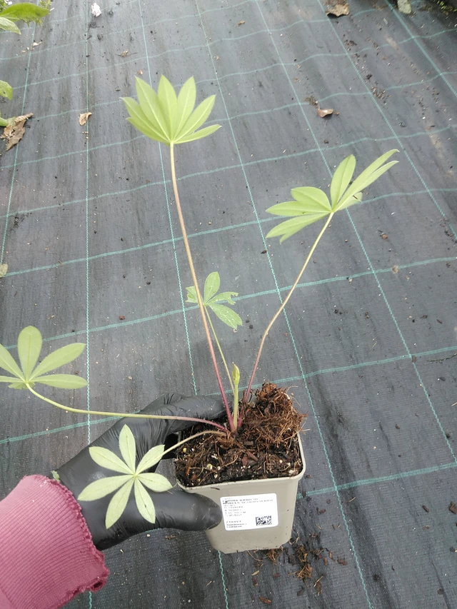 Altramuz Band of Nobles Schloßfrau - 1. 9. 2025