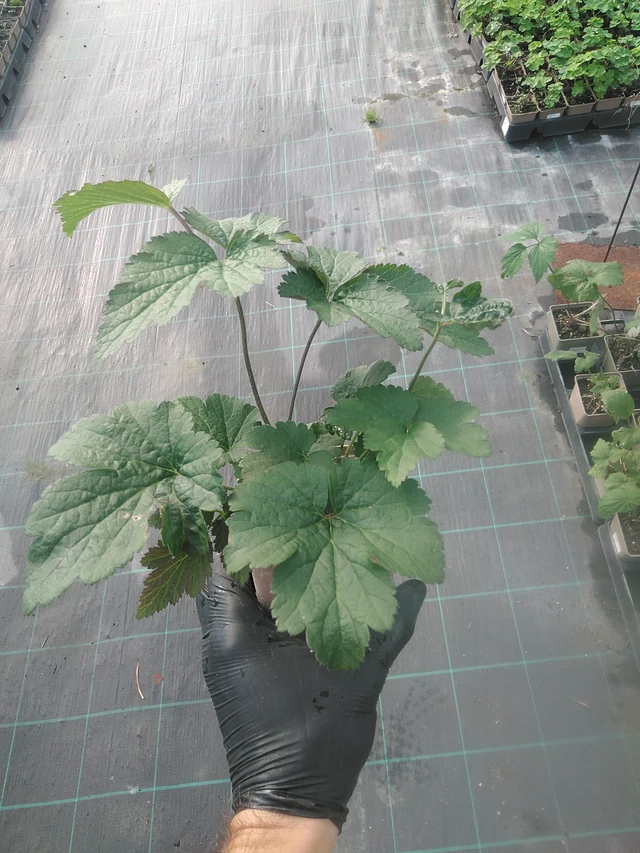 Anemona tomentosa Overdressed - 13. 10. 2025