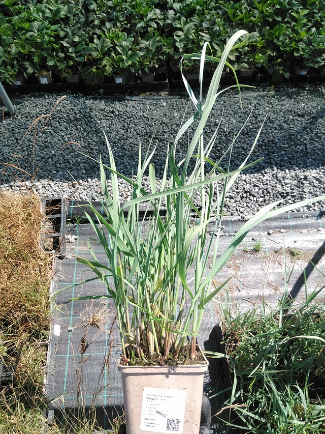 Proso prutnaté Prairie Sky - 19. 8. 2025