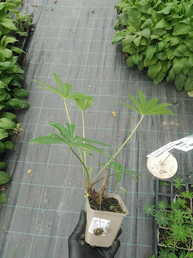 Altramuz Gallery Pink - 31. 7. 2025