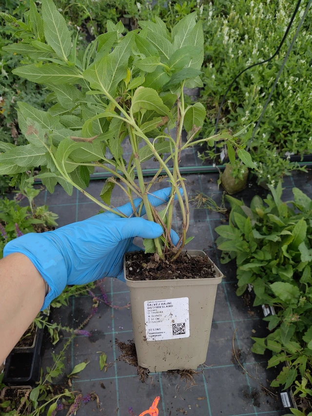 Šalvěj hajní Ostfriesland - 10. 9. 2025