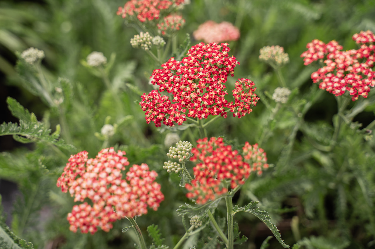 Cickafark Belle Epoque, Loukykvět