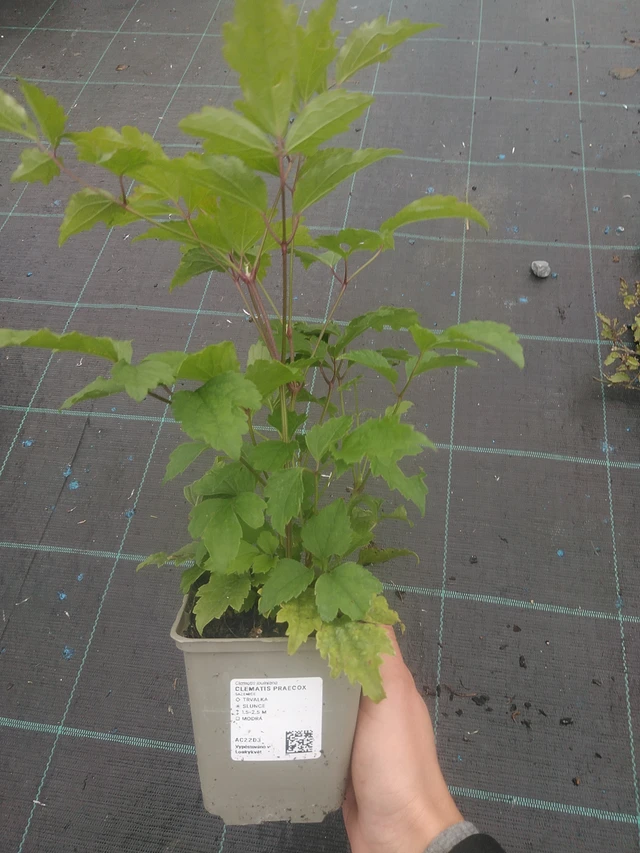 Clematis Praecox - 10. 10. 2025
