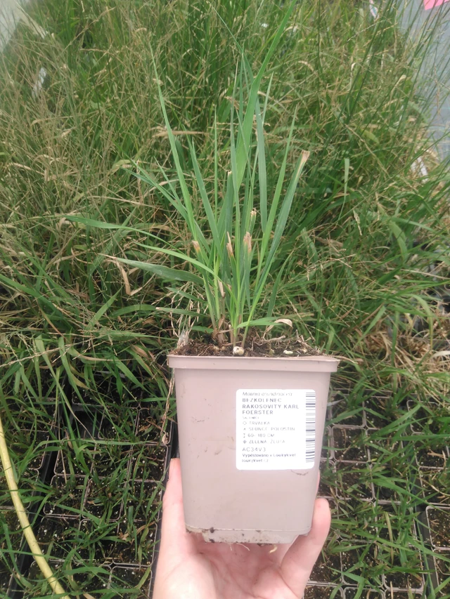 Isosiniheinä Karl Foerster - 2024