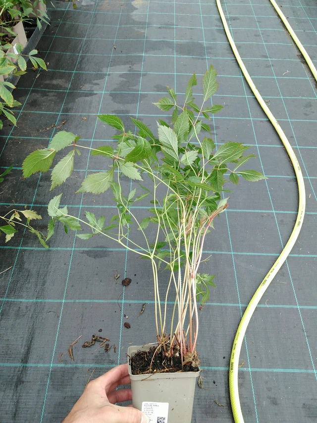 Astilbe Erika - 28. 7. 2025