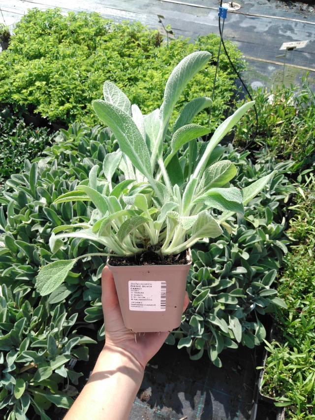 Pehmytmesiangervo Silver Carpet - 2024