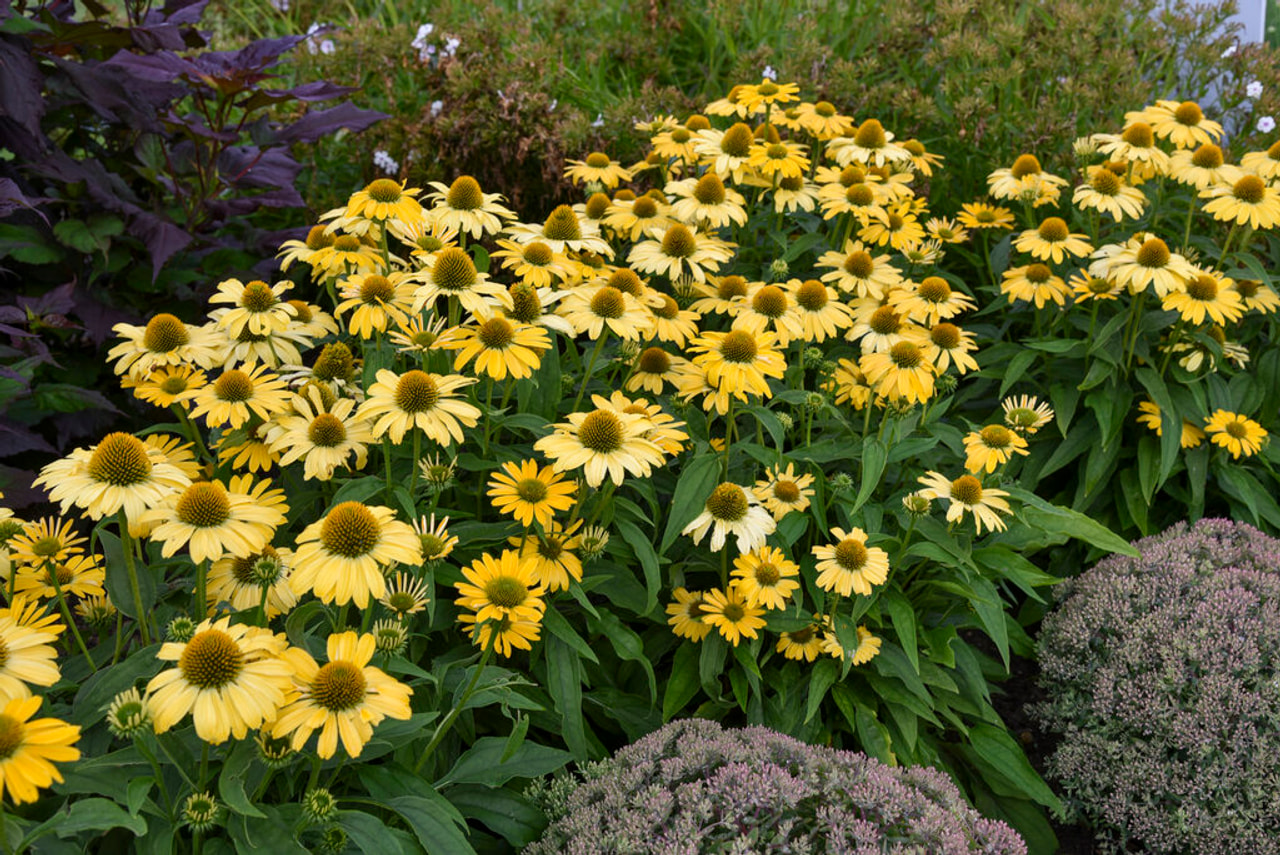 Echinacea Mellow Yellows, Loukykvět