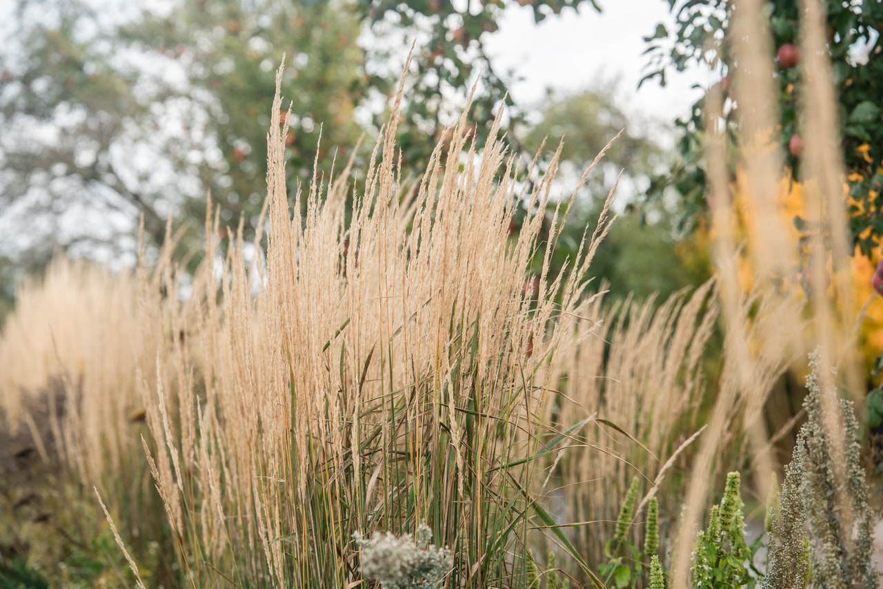 Nádtippan Karl Förster, Loukykvět