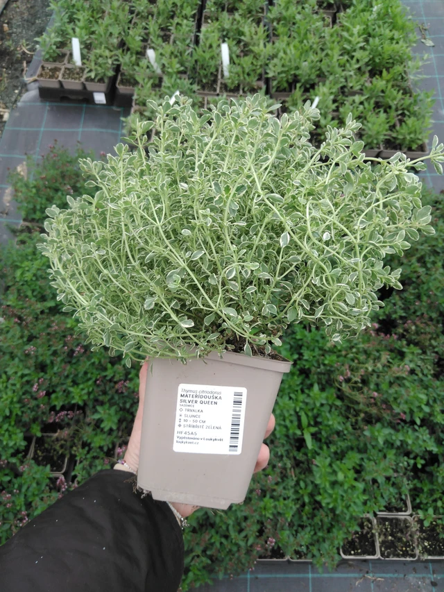 Tomillo Silver Queen - 2024