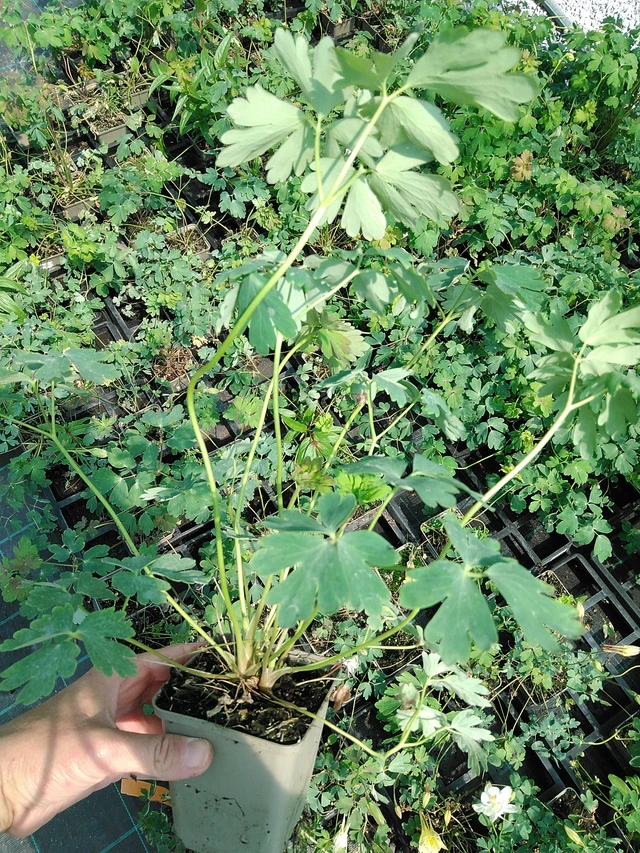 Aguileña Kristall - 13. 5. 2025