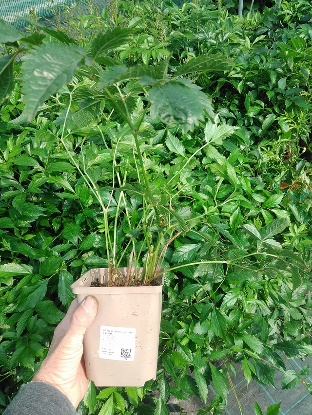 Astilbe Peaches and Cream - 9. 6. 2025