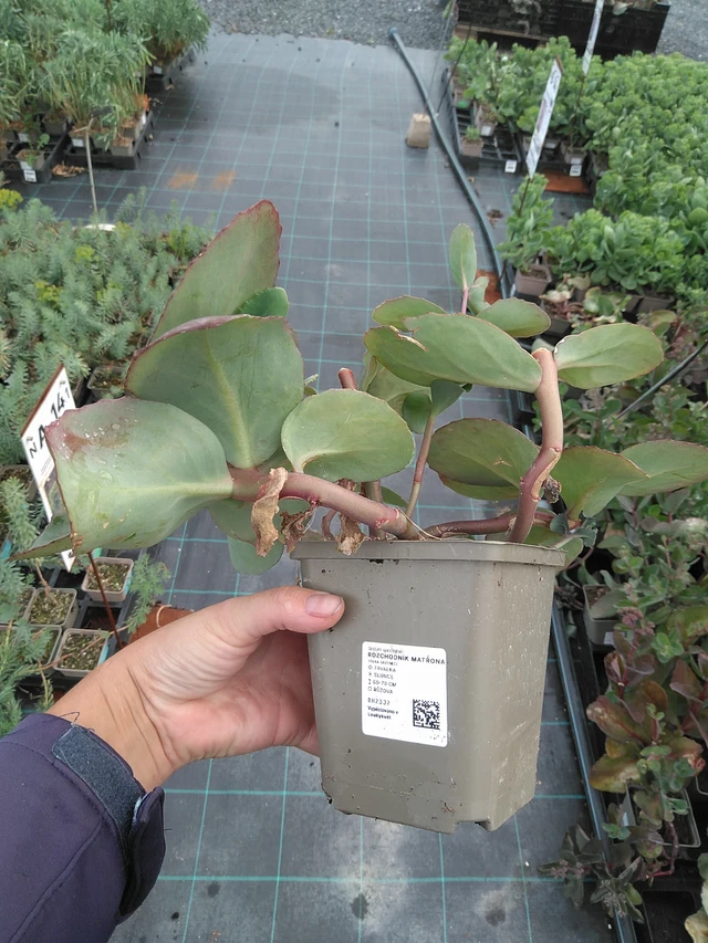 Maksaruoho Matrona - 11. 7. 2025